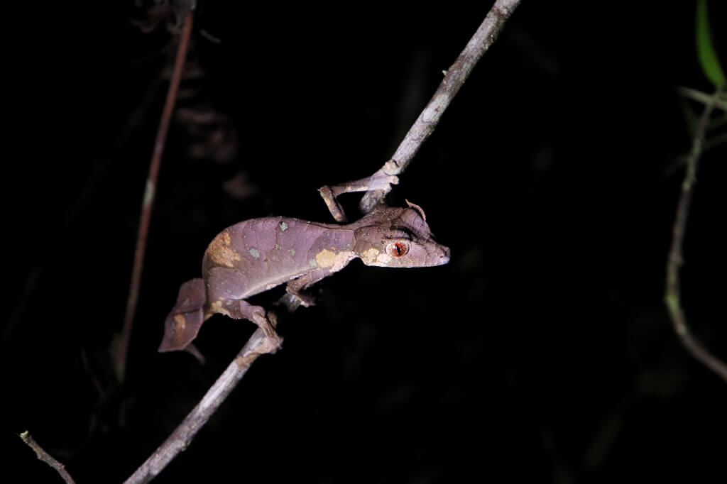 Dieren spotten in Madagascar: wij zagen deze gekko tijdens een nightwalk