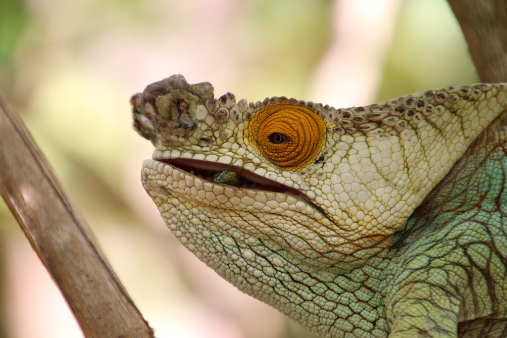 Kameleon in Peyrieras Reserve