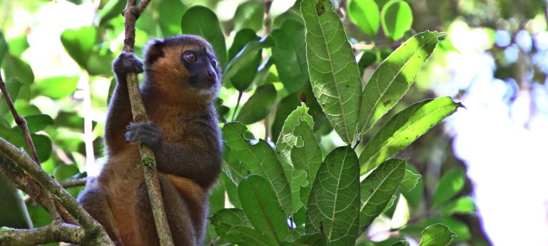 Dieren spotten in Madagaskar