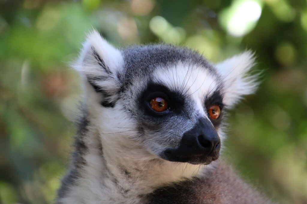 Ringstaartmaki in Madagascar