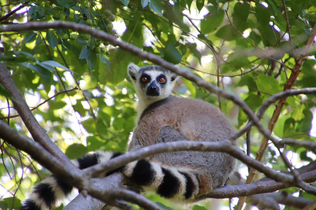 Ringstaartmaki Madagaskar
