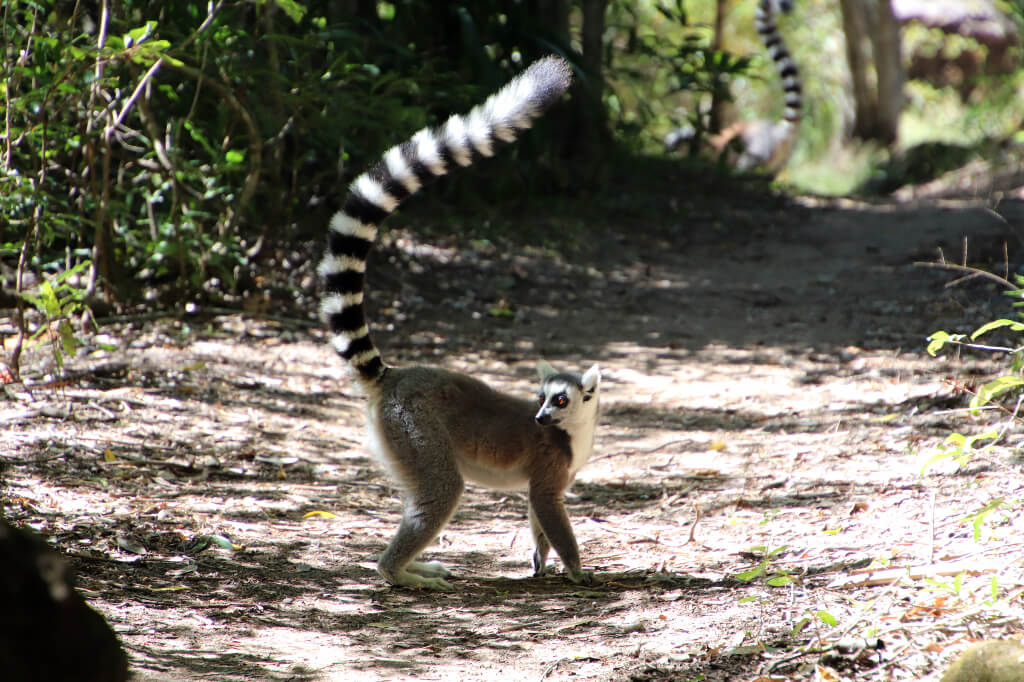 Ringstaartmaki's spotten in Madagascar: in Isalo National Park kan dat uitstekend