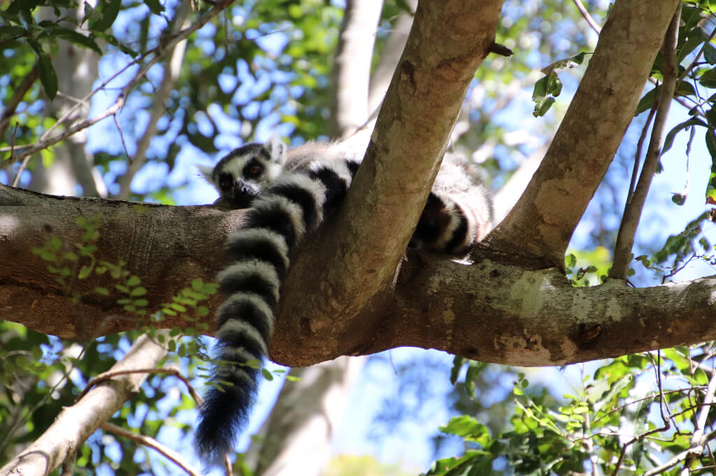 Ringstaartmaki's zijn misschien wel de bekendste diersoorten van Madagascar