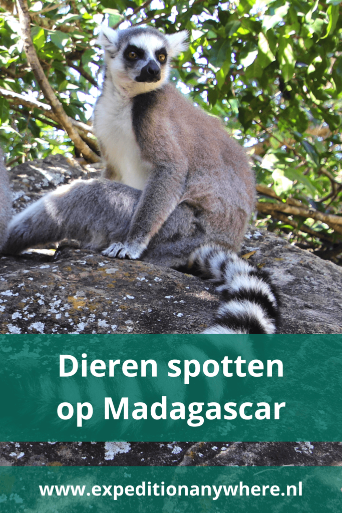 Ringstaartmaki op Madagaskar