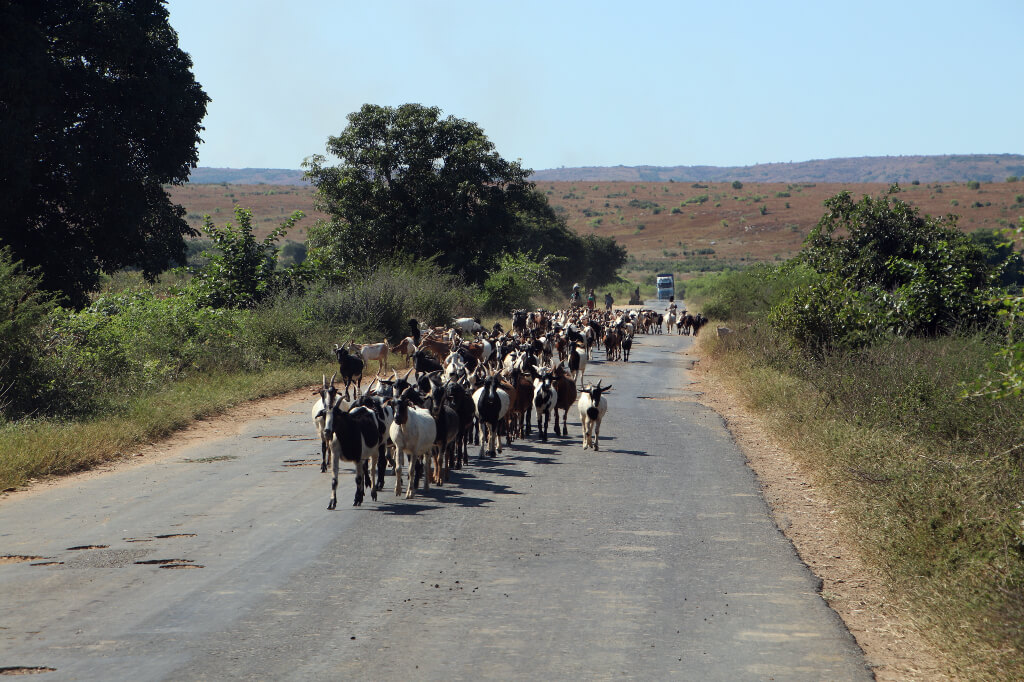 Geiten op de weg in Madagaskar