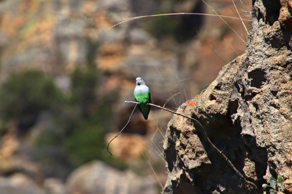 Vogels spotten Madagaskar