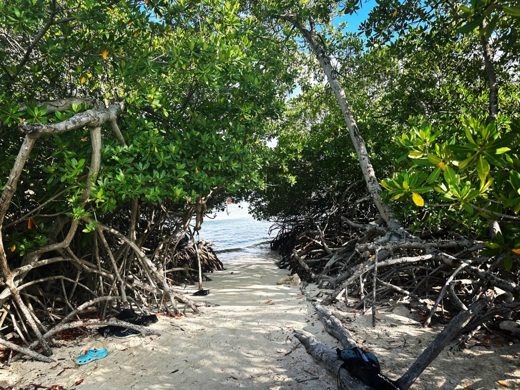 De mangrovebossen van Mangel Halto Beach
