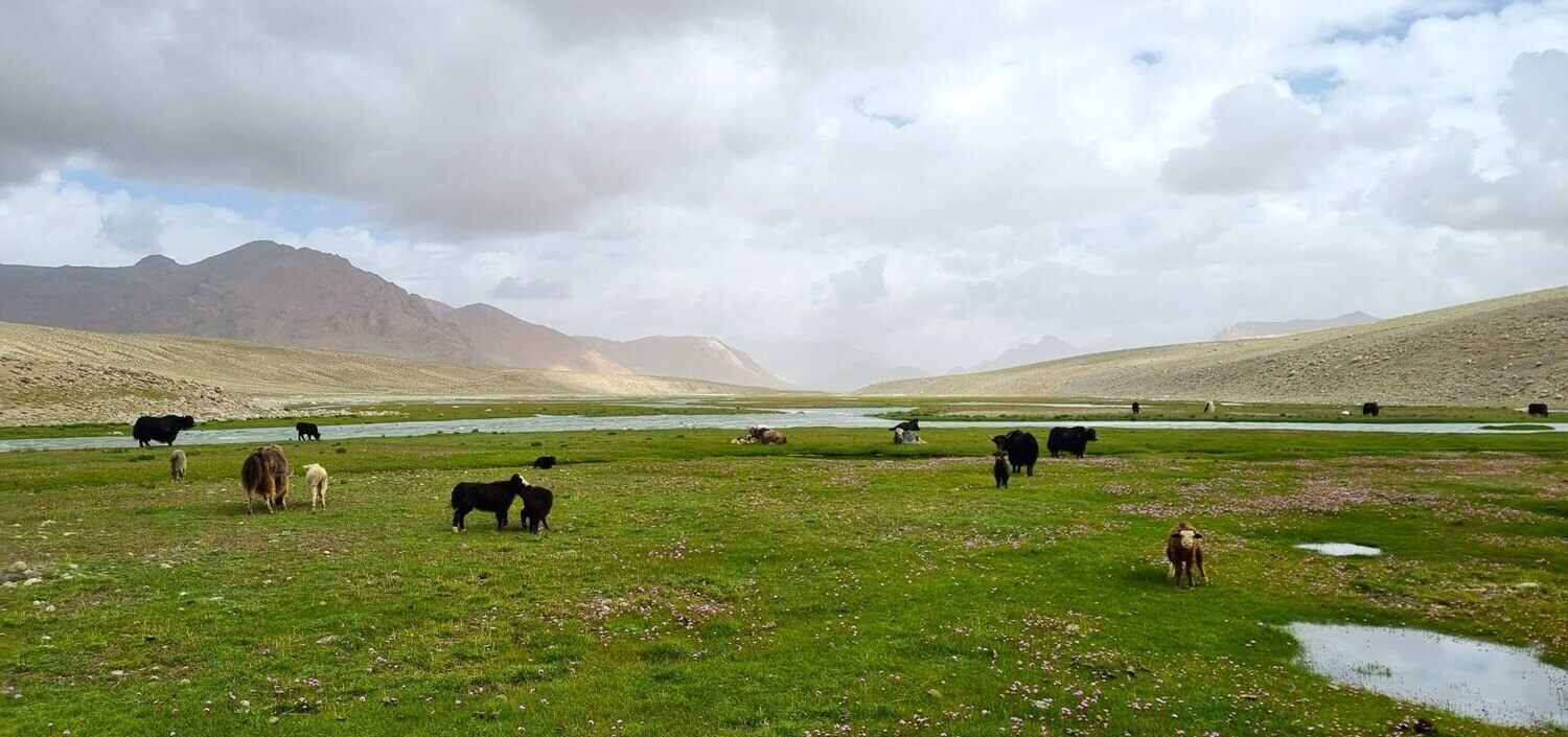De vele yaks zijn typerend voor de omgeving