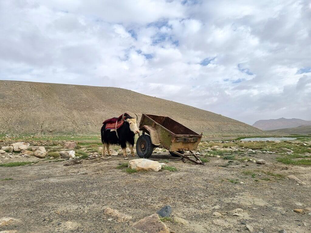 De yaks zijn overal te vinden by Jarty Gumbes