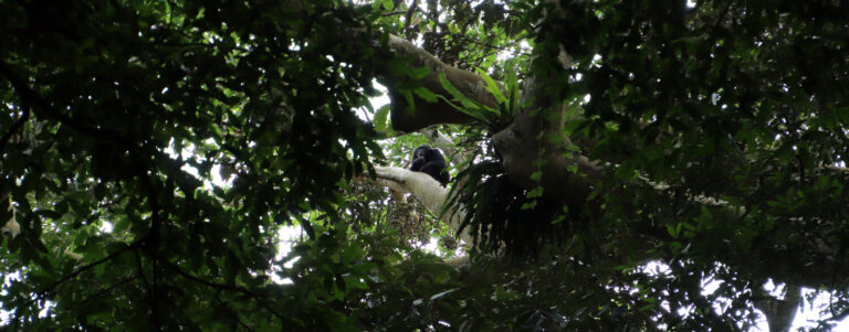 Chimpansees Oeganda