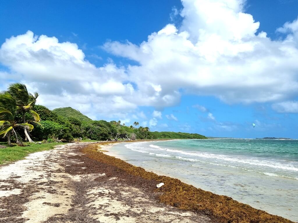 Plage de l'Anse aux Bois ligt aan de oostkust van Martinique, maar ligt vol met zeewier