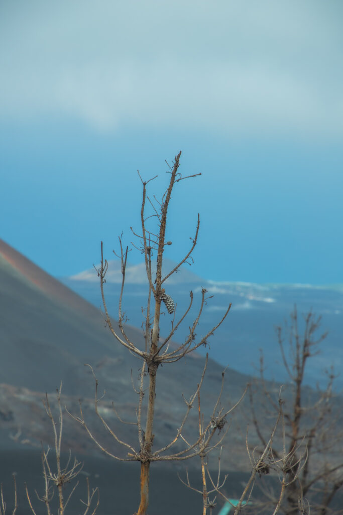De vulkaan Tajogaite  op La Palma