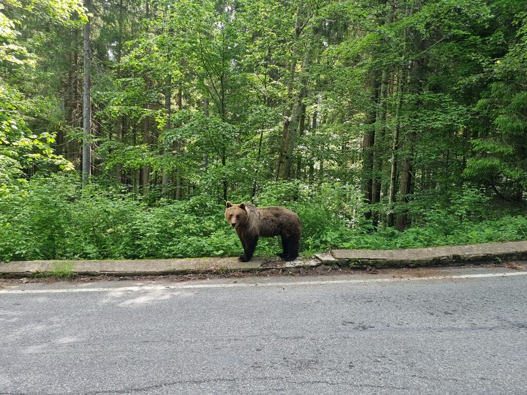 Beren op de Transfagarasan-weg
