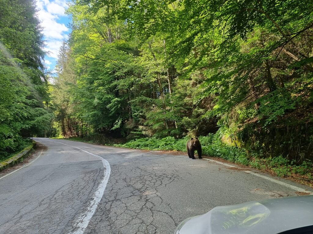 Op de Transfagarasan-weg in Roemenië is de kans om een beer te spotten erg groot