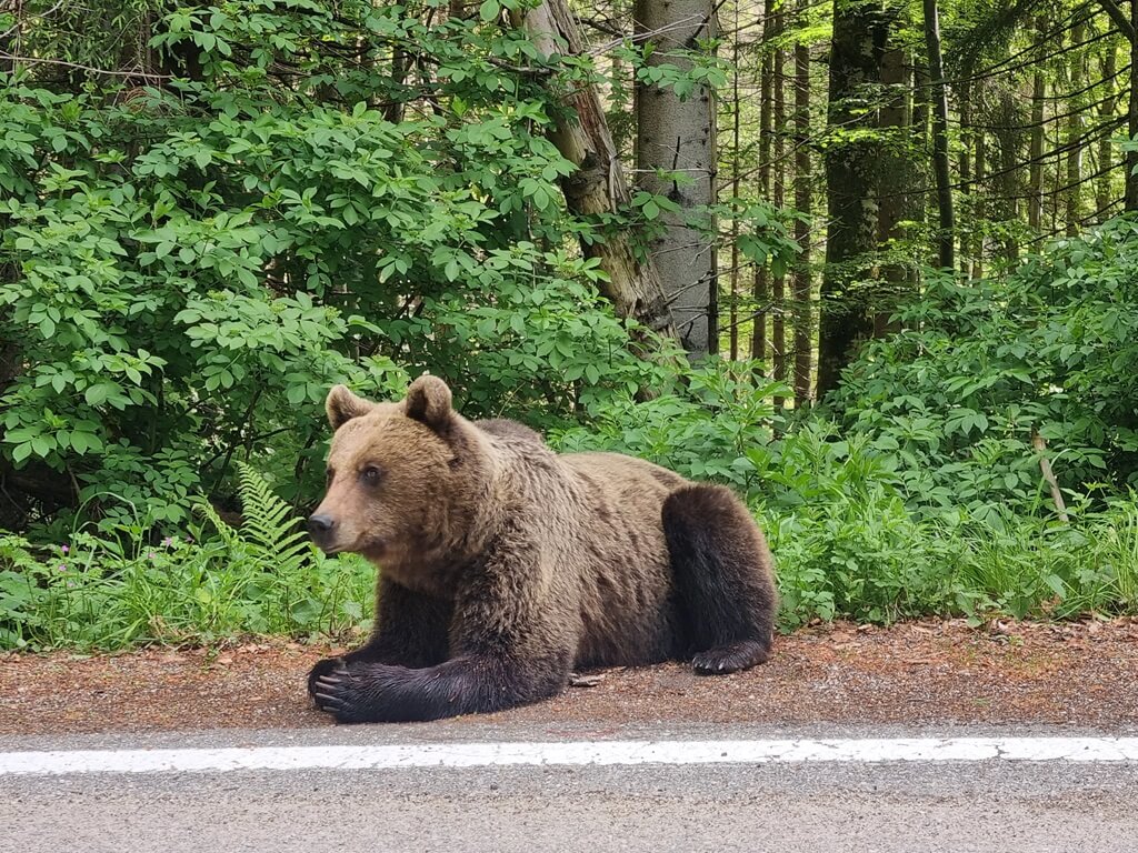 Zorg dat je veilig blijft als je beren gaat kijken op de Transfagarasan