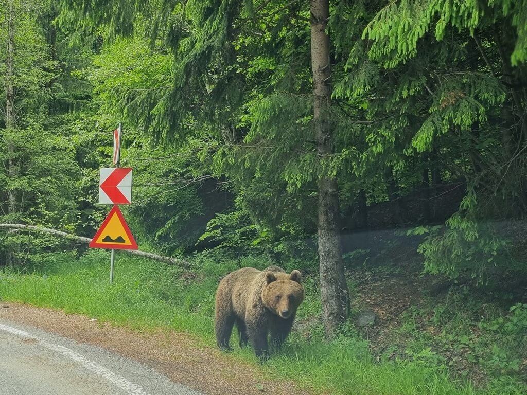Op de Transfagarasan-weg in Roemenië is de kans om een beer te spotten erg groot
