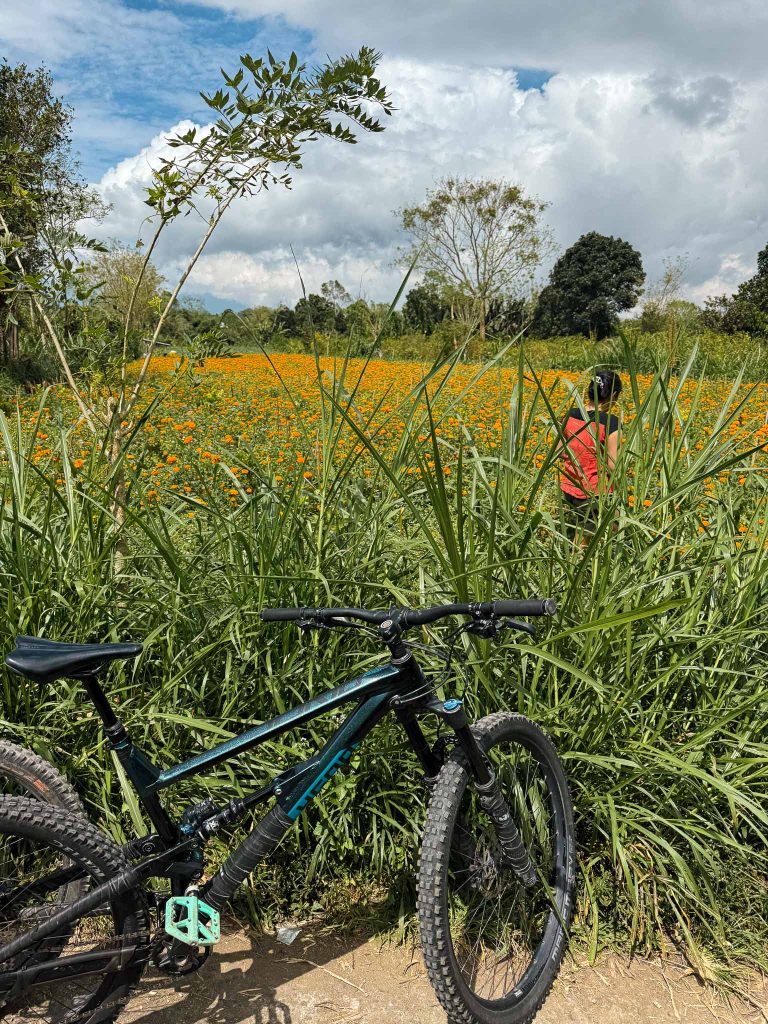 Mountainbiken langs velden vol Afrikaantjes in Bali