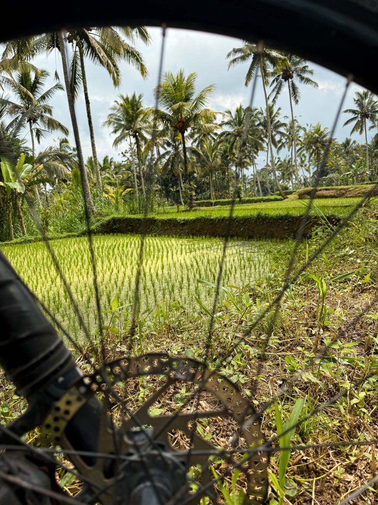 Fietsen langs rijstvelden bij Ubud