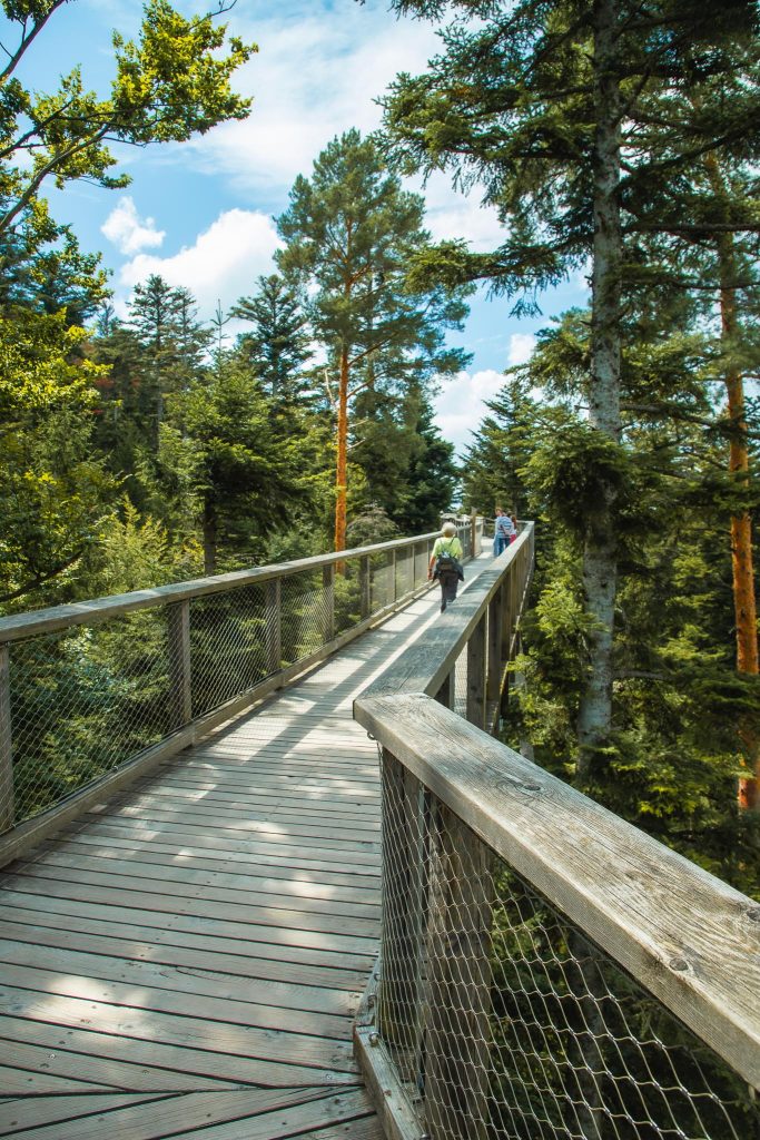 Het wandelpad door de boomtoppen van het Zwarte woud