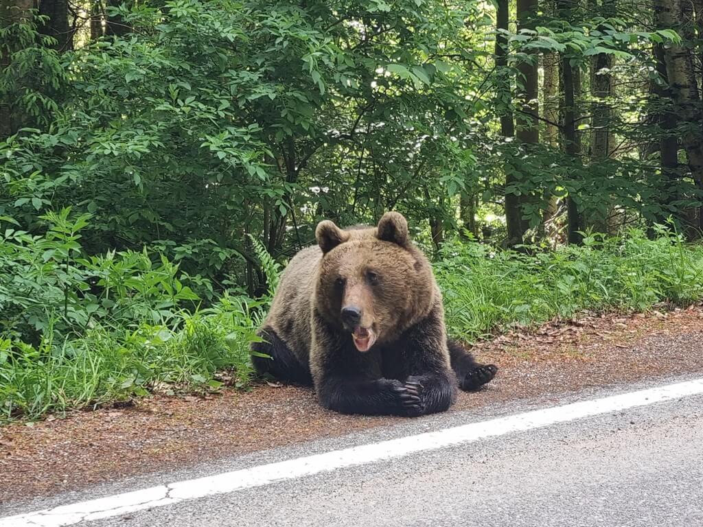 Beren op de weg in Roemenië