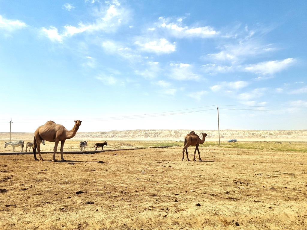 Overal in Turkmenistan zie je kamelen