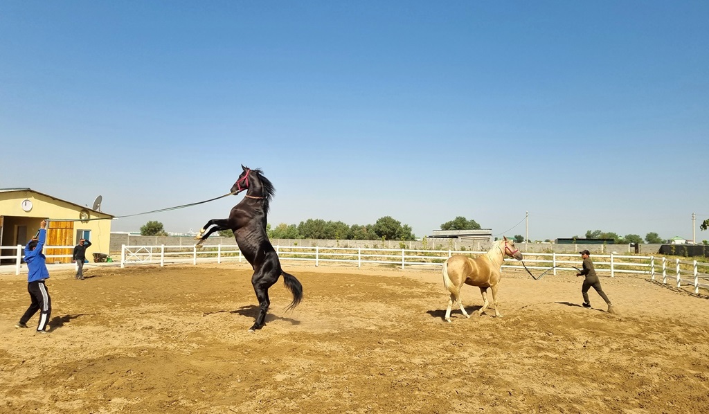 Turkmeense paarden zijn een zeldzaam ras