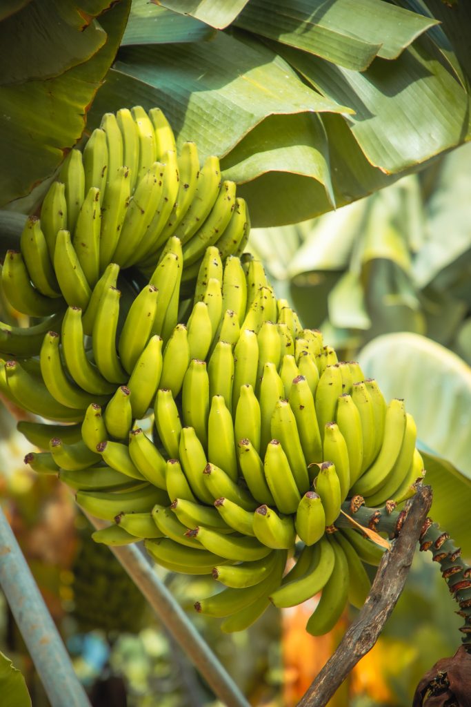 Bananen in La Palma