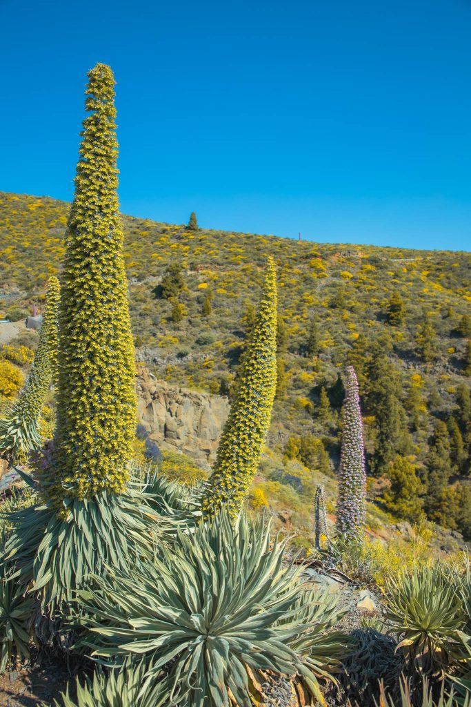 Paarse tajinaste op La Palma