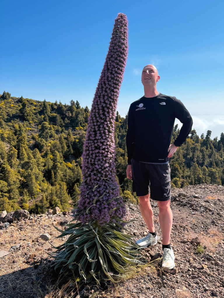Paarse tajinaste op La Palma