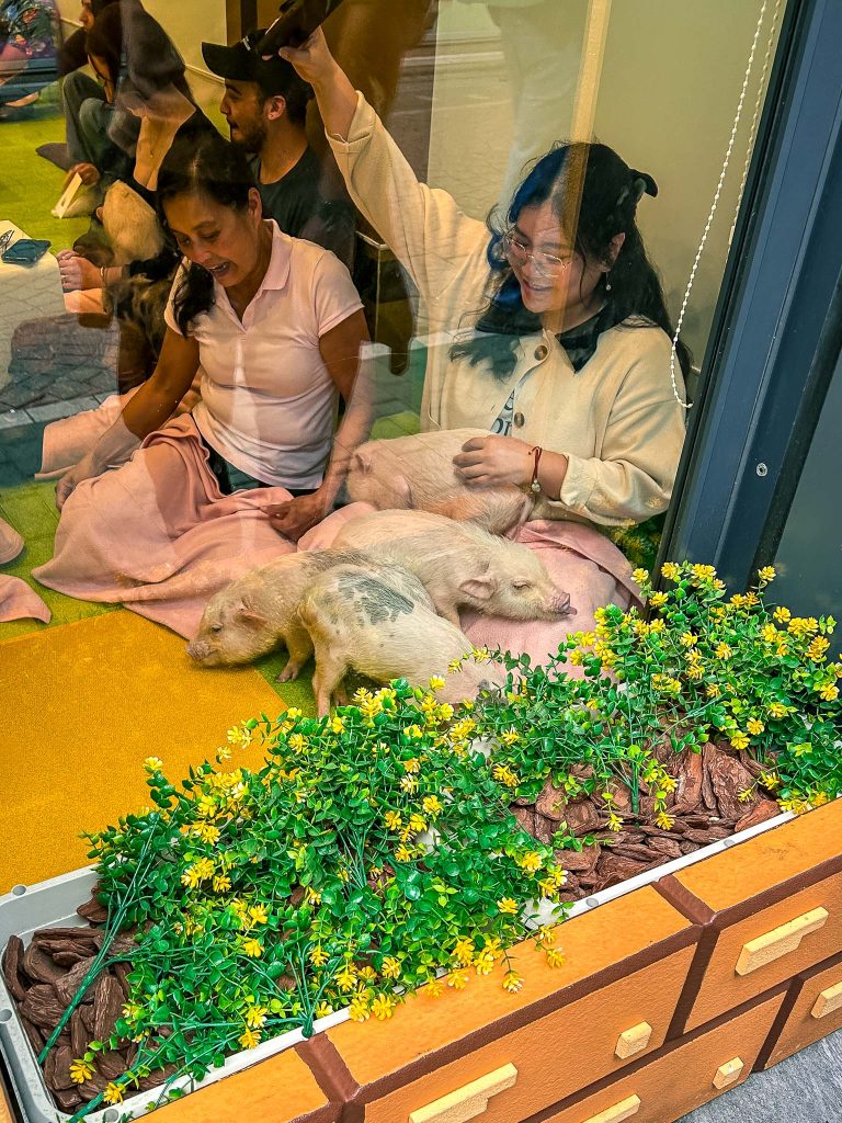 Mpig cafe in Tokio