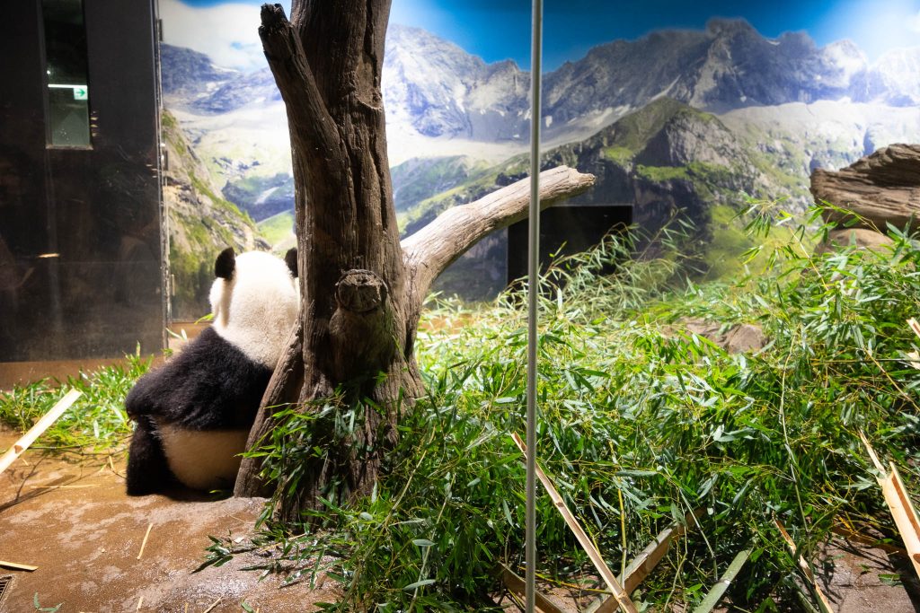 Lange rij voor de panda's in Ueno Zoo