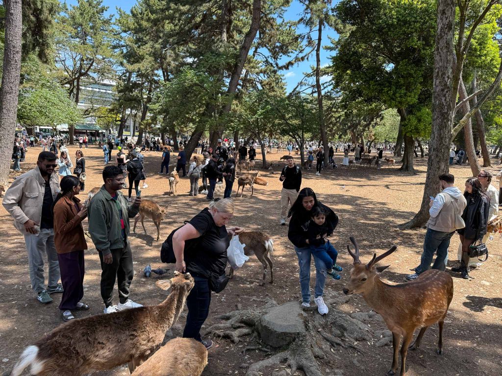 De herten van Nara als uitstapje vanuit Kyoto tijdens een reis Japan met kinderen