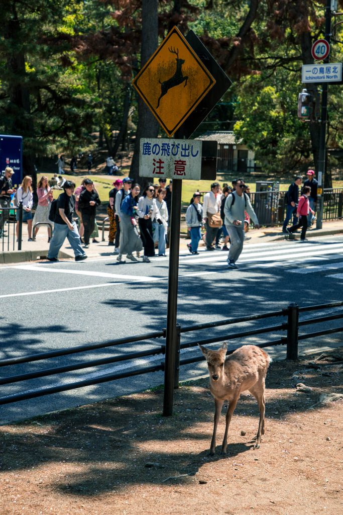 De herten van Nara als uitstapje vanuit Kyoto tijdens een reis Japan met kinderen