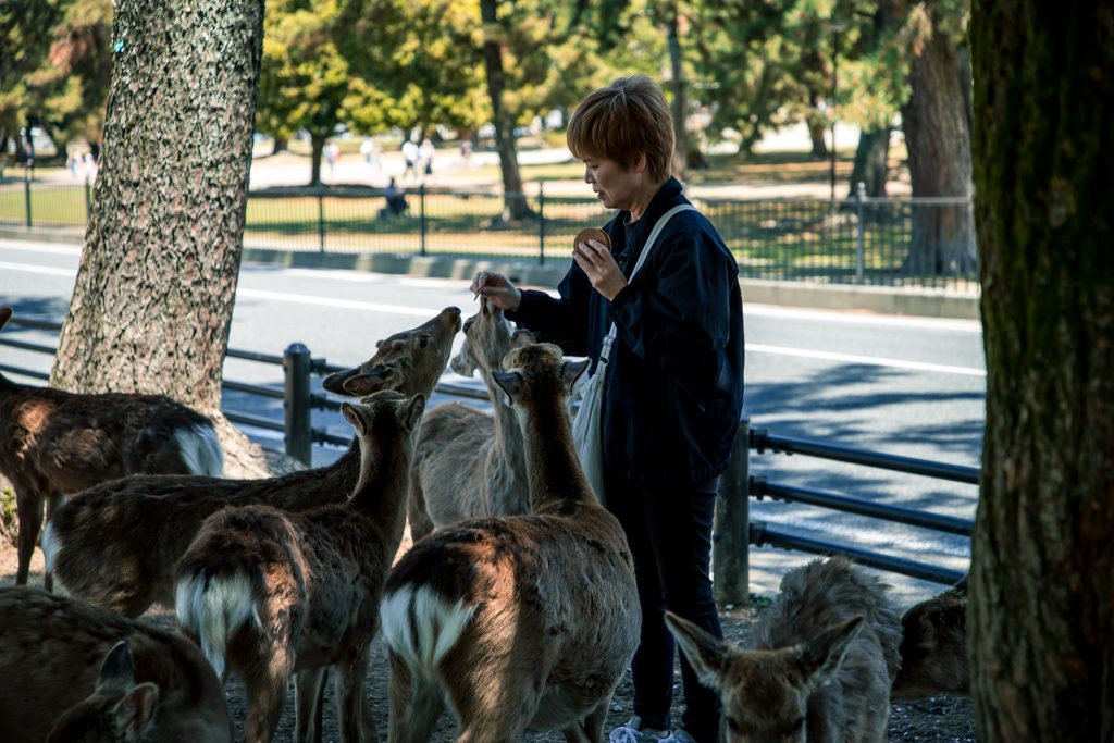 De herten van Nara als uitstapje vanuit Kyoto tijdens een reis Japan met kinderen