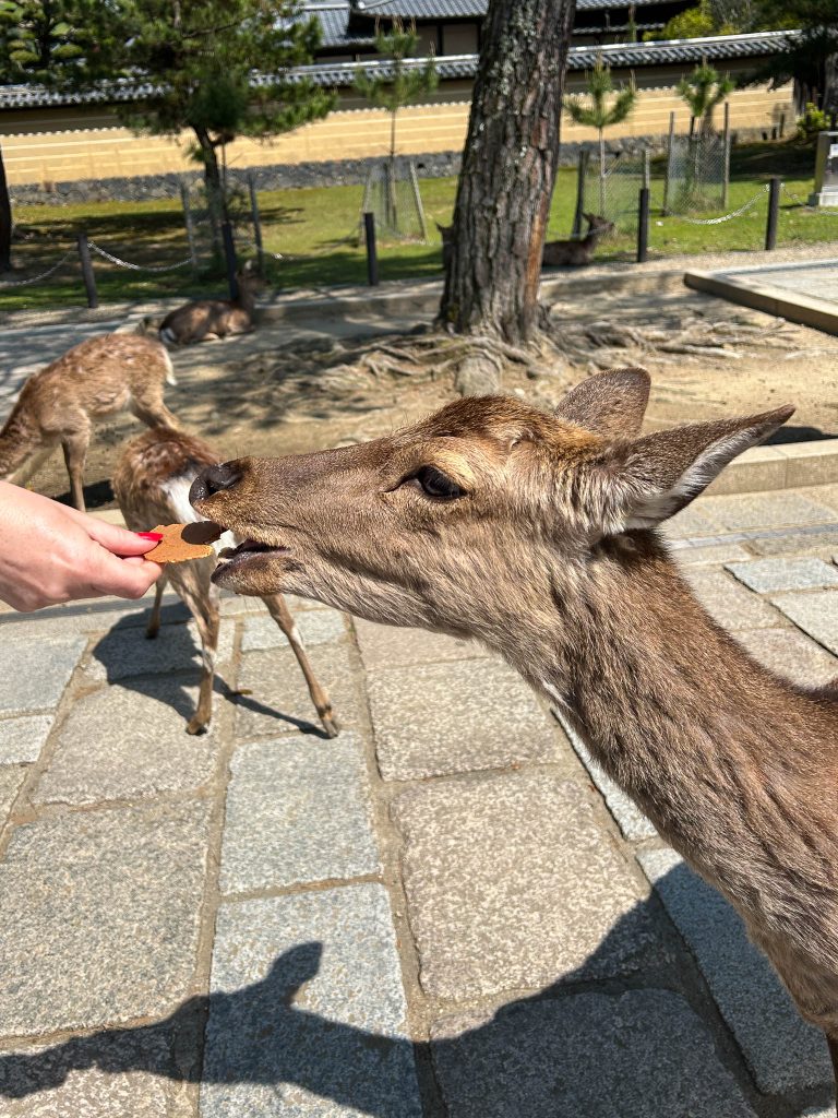 Hertje in Nara