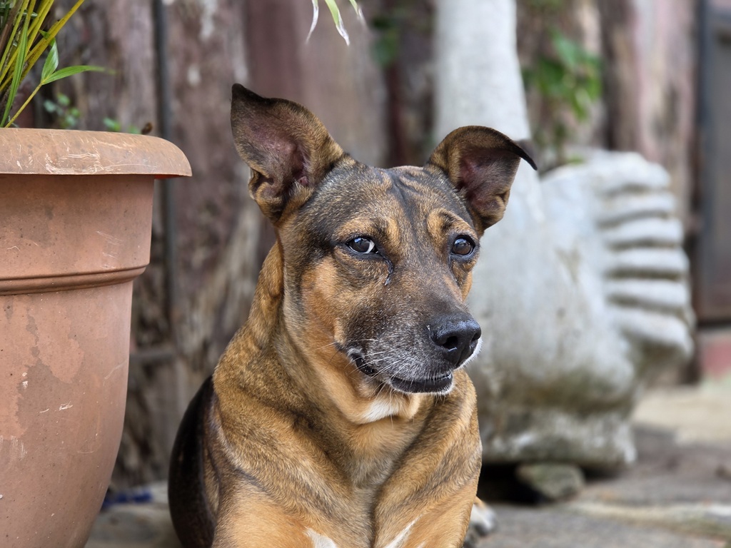 De leukste vriendjes op straat zijn de honden natuurlijk
