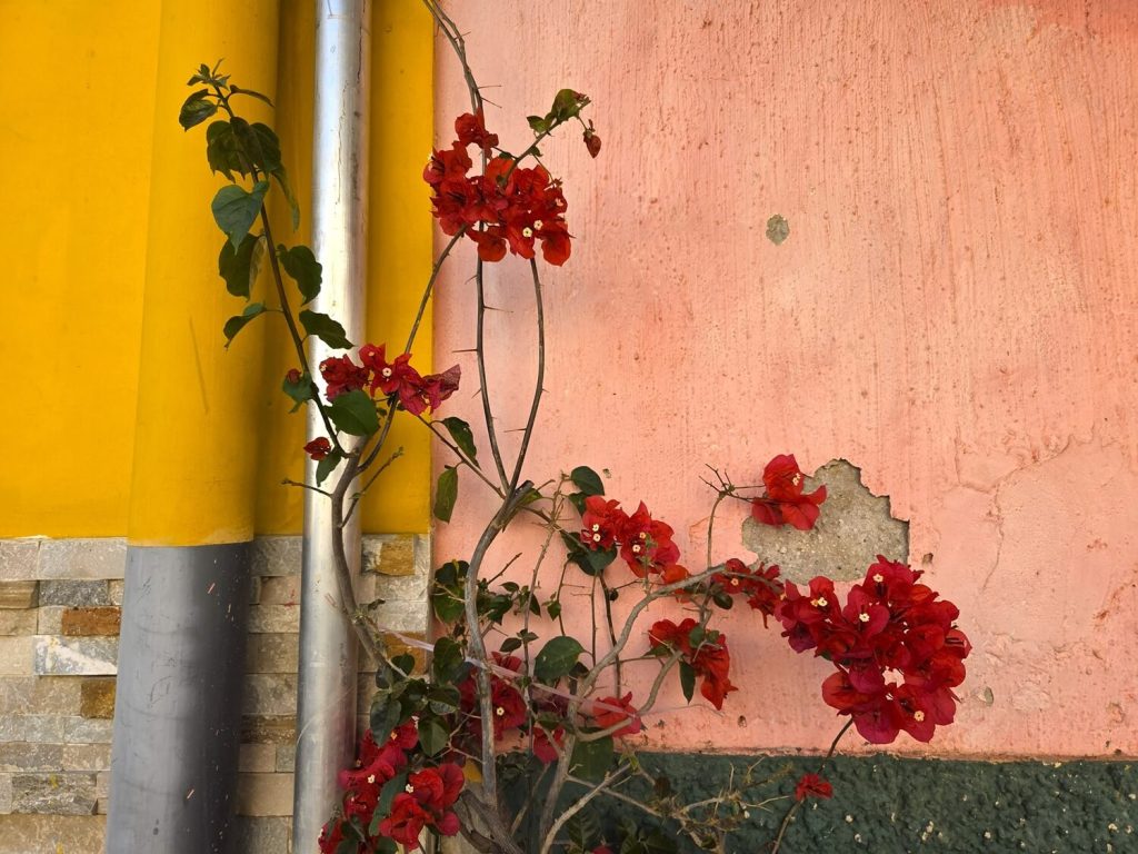 De ruta de las flores dankt haar naam aan de kleurrijke bloemen langs de weg