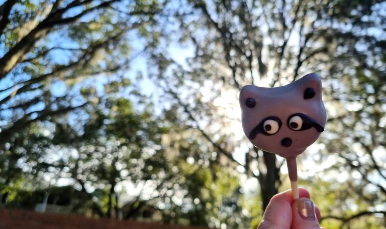 Raccoons zijn natuurlijk ook te vinden in Gainesville