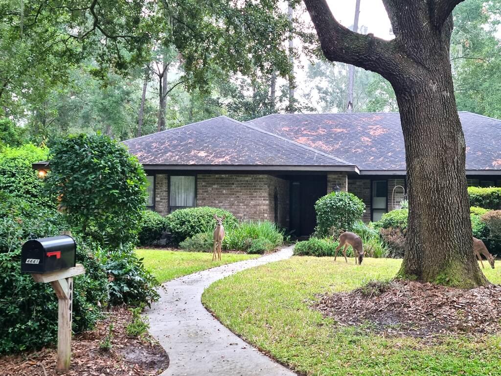 Het wildlife is overal in Gainesville, Florida