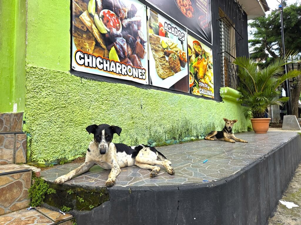 De ultieme reisgids voor een bezoek aan de Ruta de las Flores in El Salvador