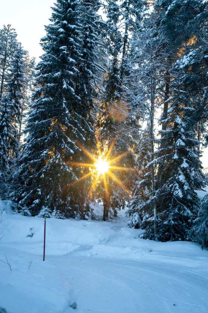 Zon door de bomen in winters Paljakka