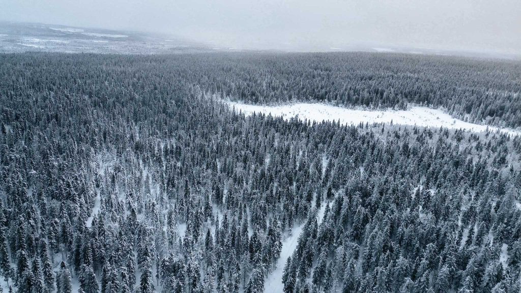 Bossen rondom Arctic Nest