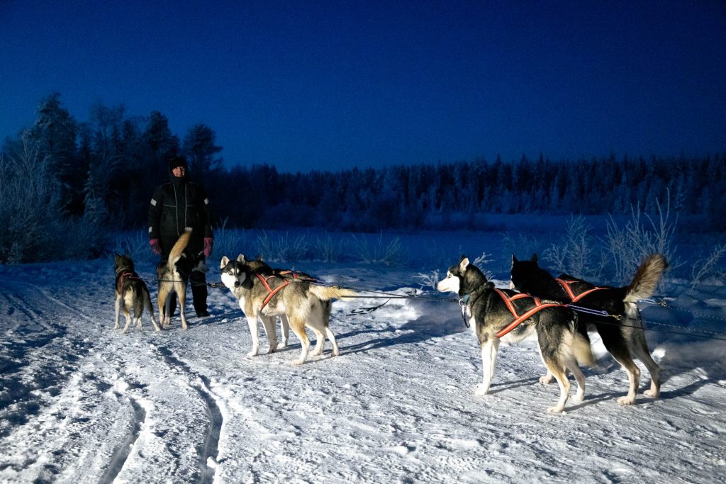 Huskytocht met Snow huskies
