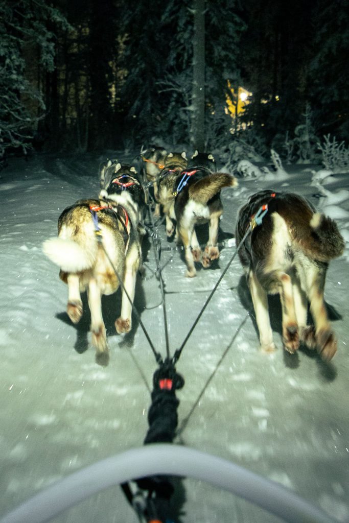 Huskytocht in Finland
