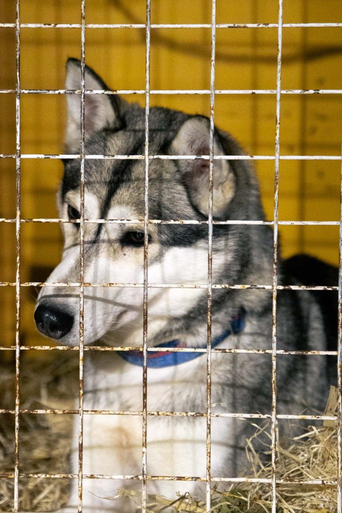 Husky in kooitje