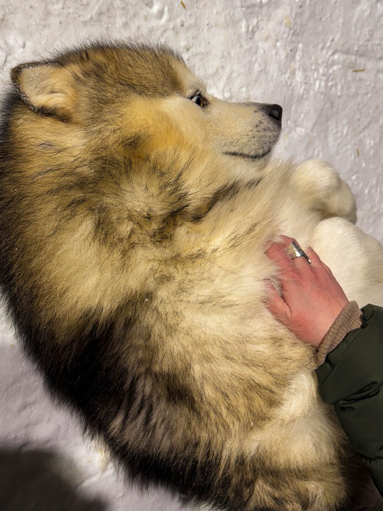 Husky's houden van knuffelen