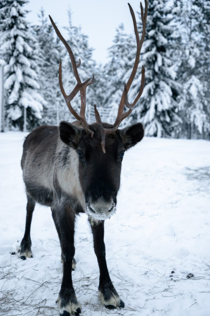 Rendieren in Finland