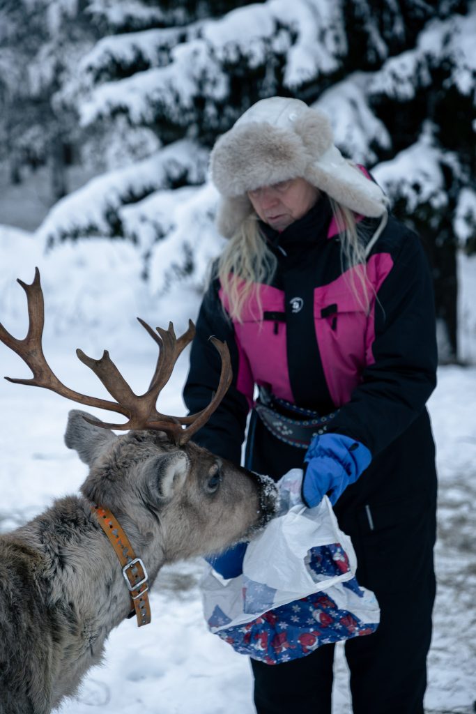 Rendier wordt gevoerd in Finland