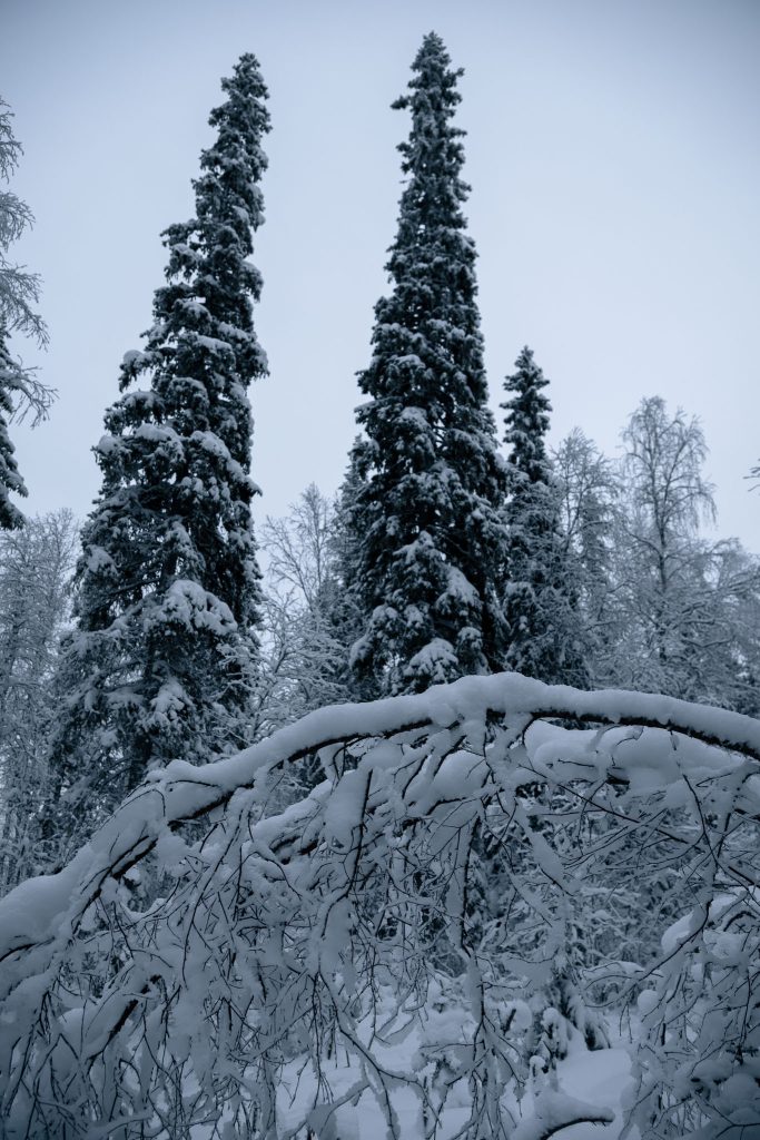 Bos rondom de Hepoköngäs waterval