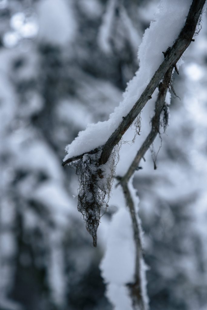 Besneeuwd takje